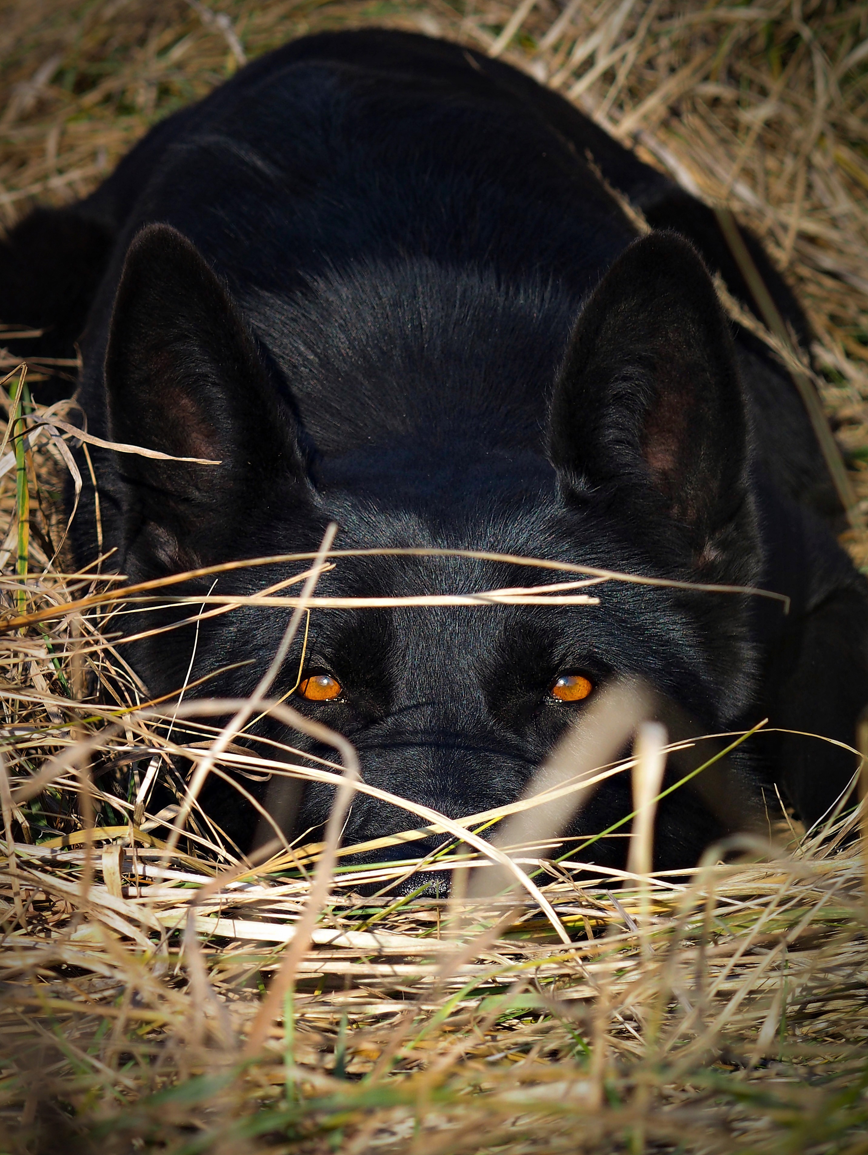 Black German Shepherd lying in hay with amber eyes looking at camera