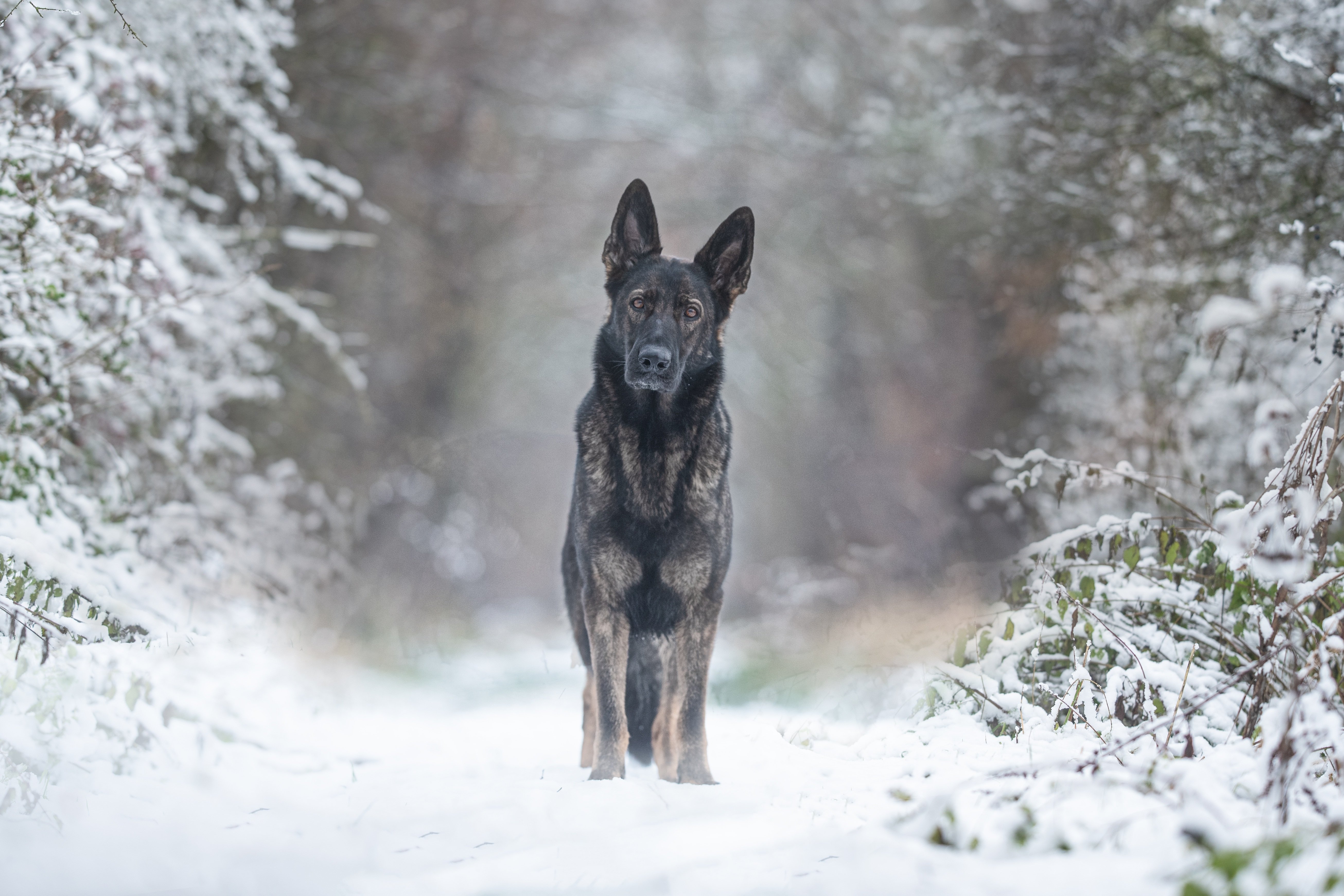 Dark sable German Shepherd standing on a snowy forest path