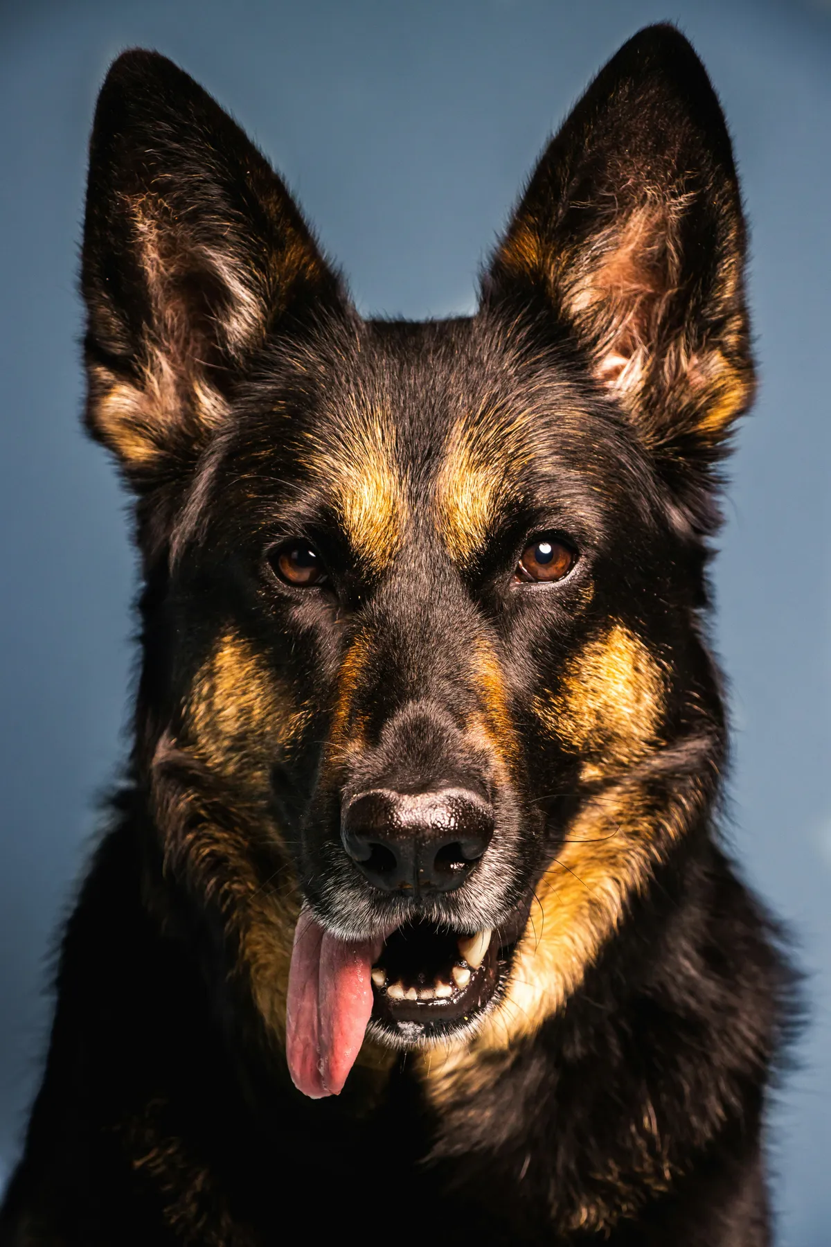 German Shepherd face portrait with tongue out in studio lighting
