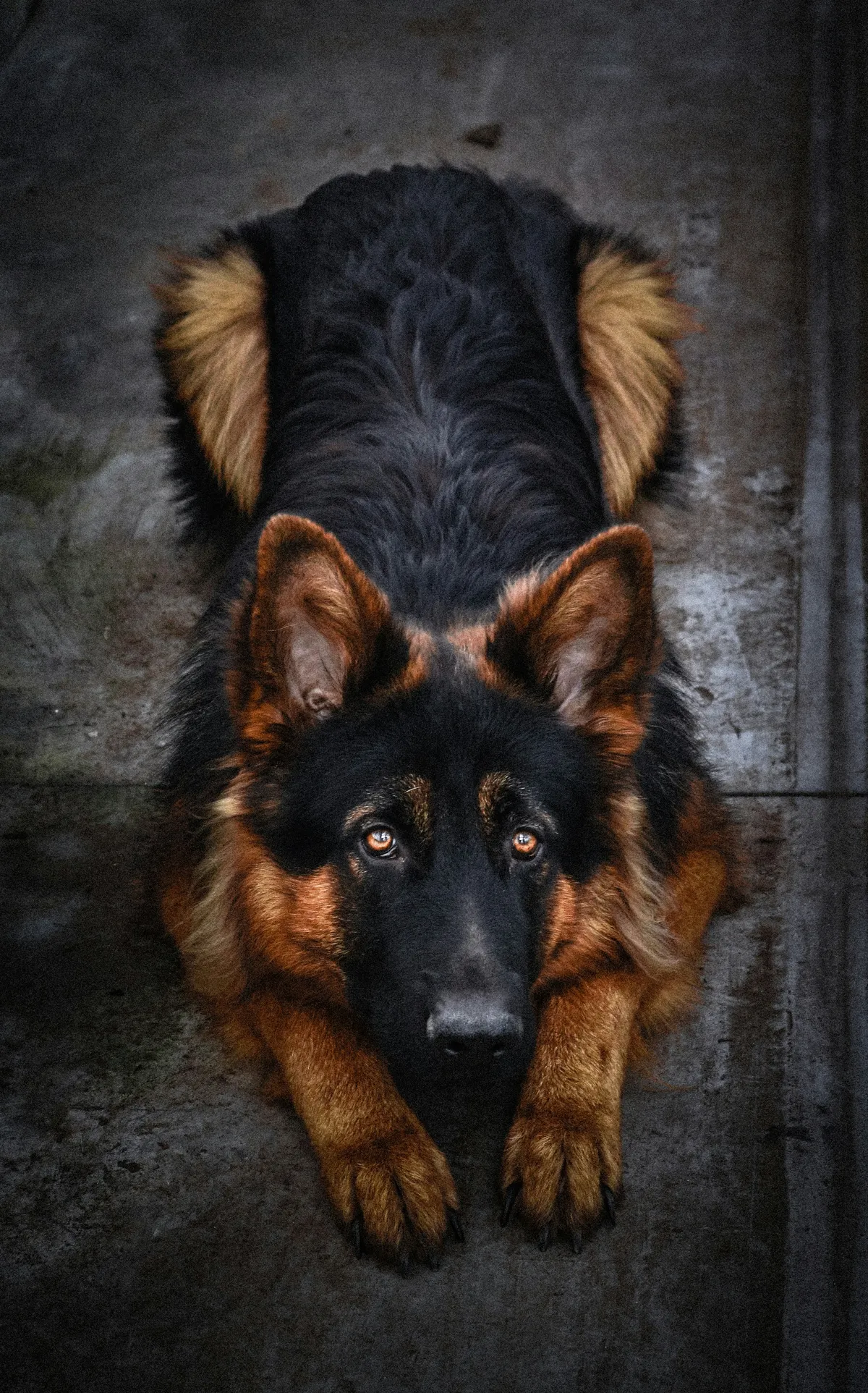 German Shepherd lying flat on the ground viewed from above