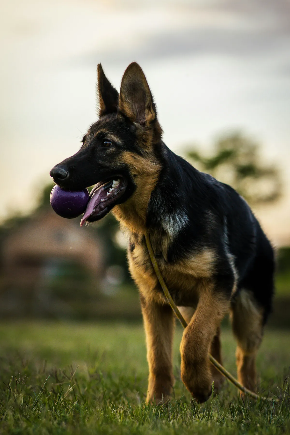 Energetic German Shepherd leaping for a ball outdoors