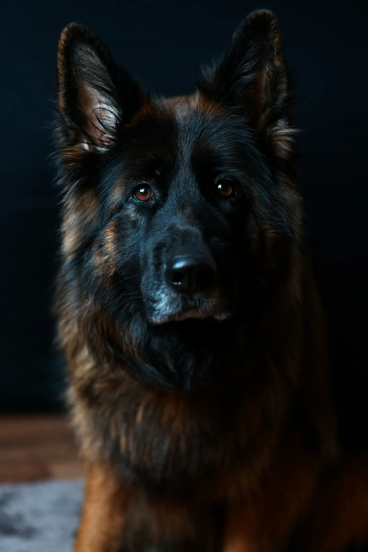 German Shepherd portrait with natural lighting