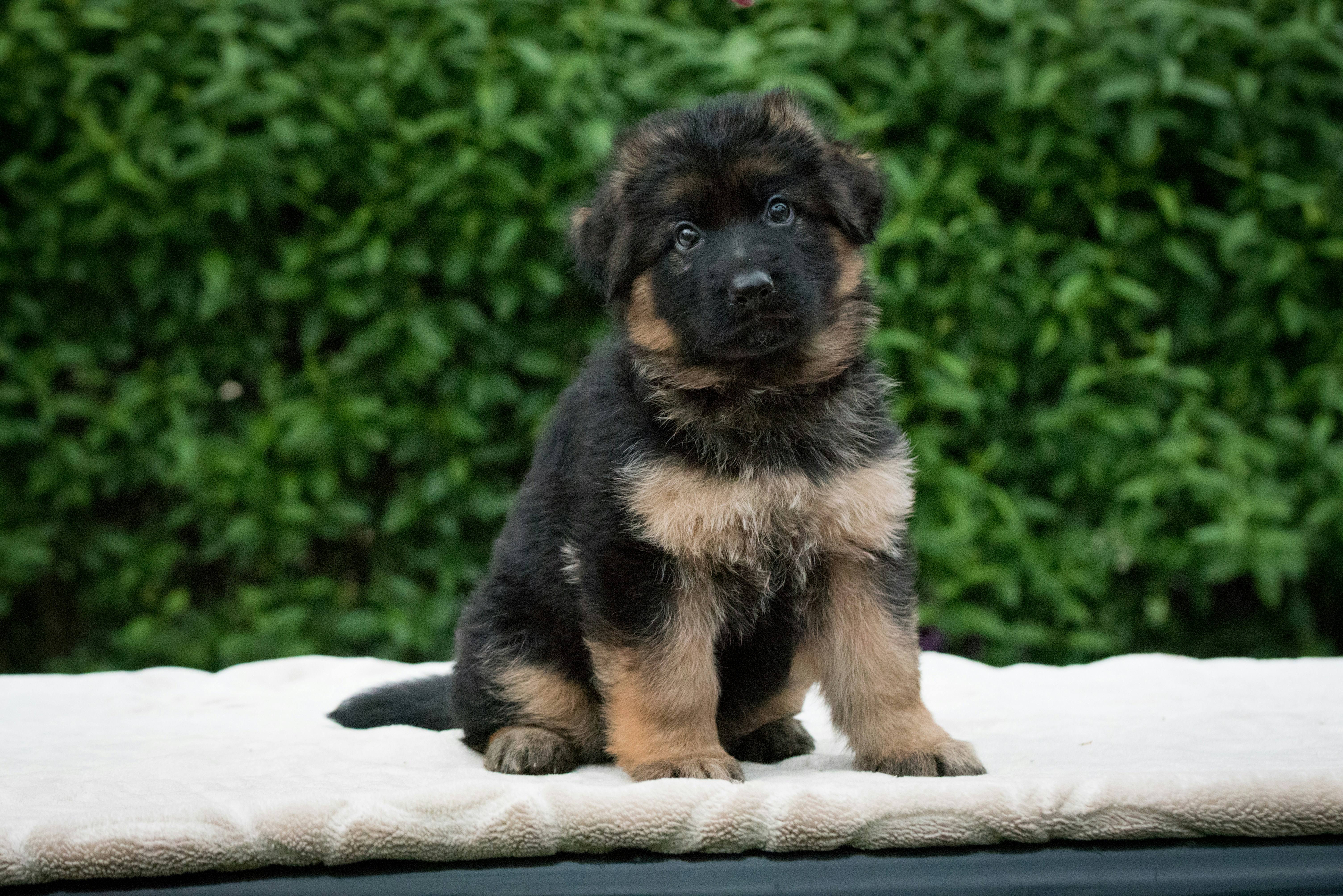 German Shepherd puppy sitting on a white blanket outdoors