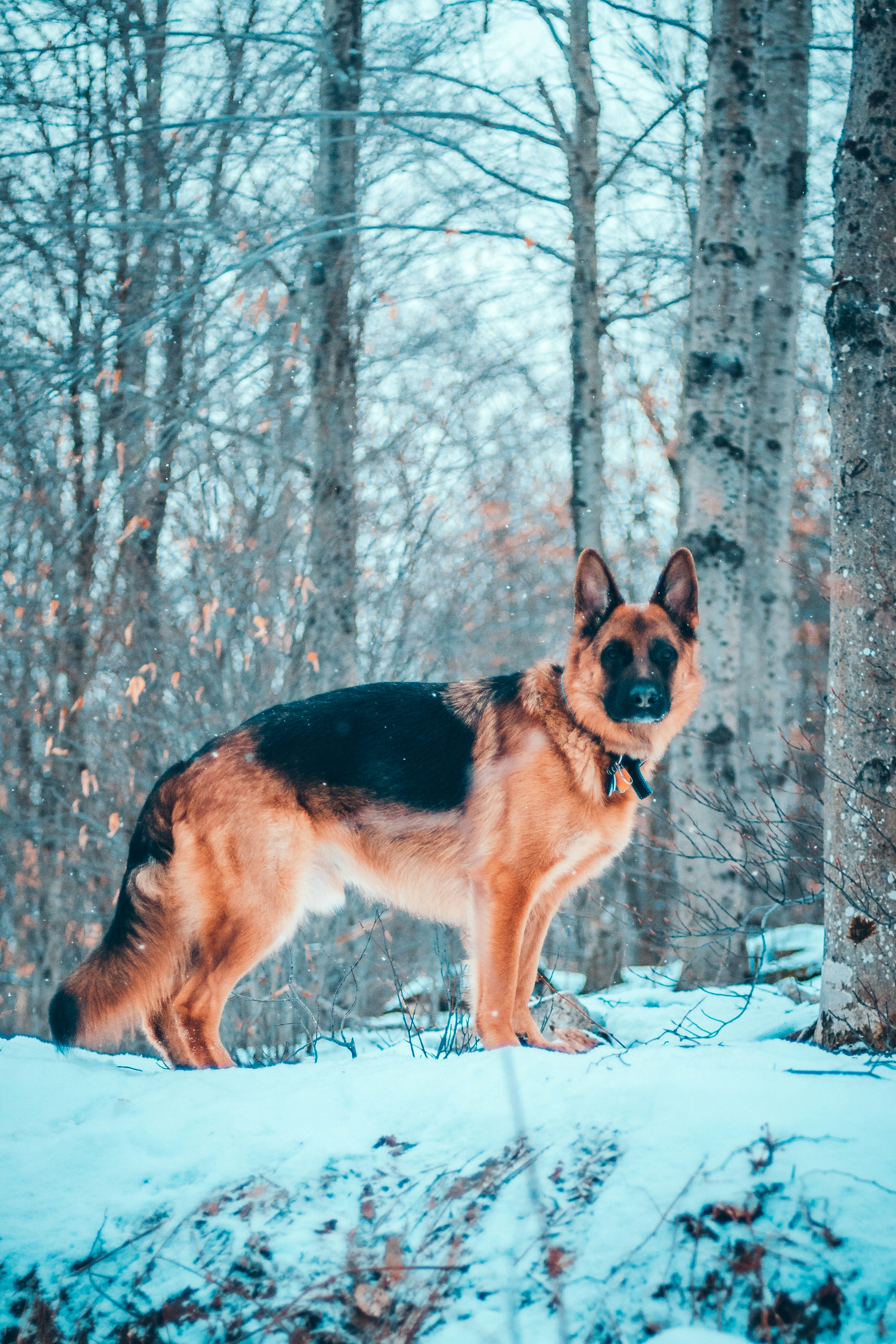 German Shepherd standing alert in a snowy winter forest
