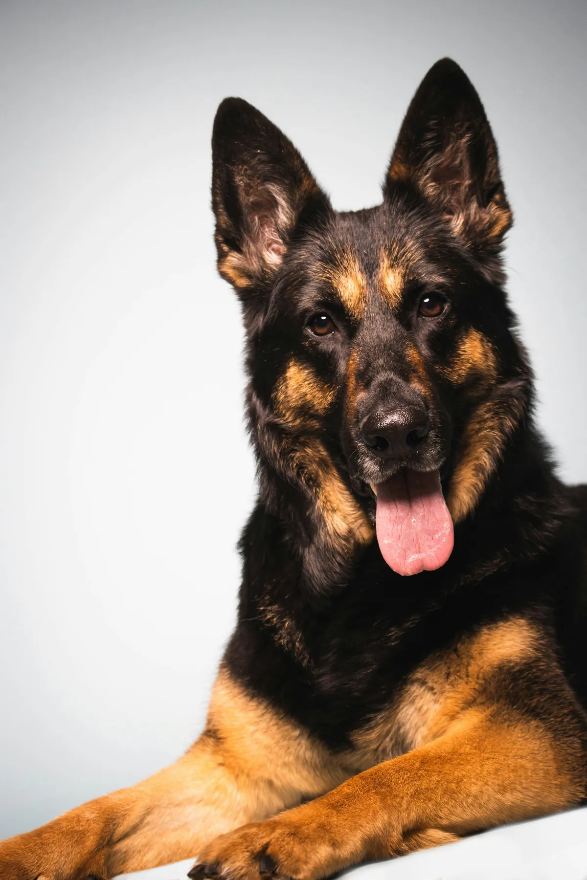 German Shepherd lying down against a white background