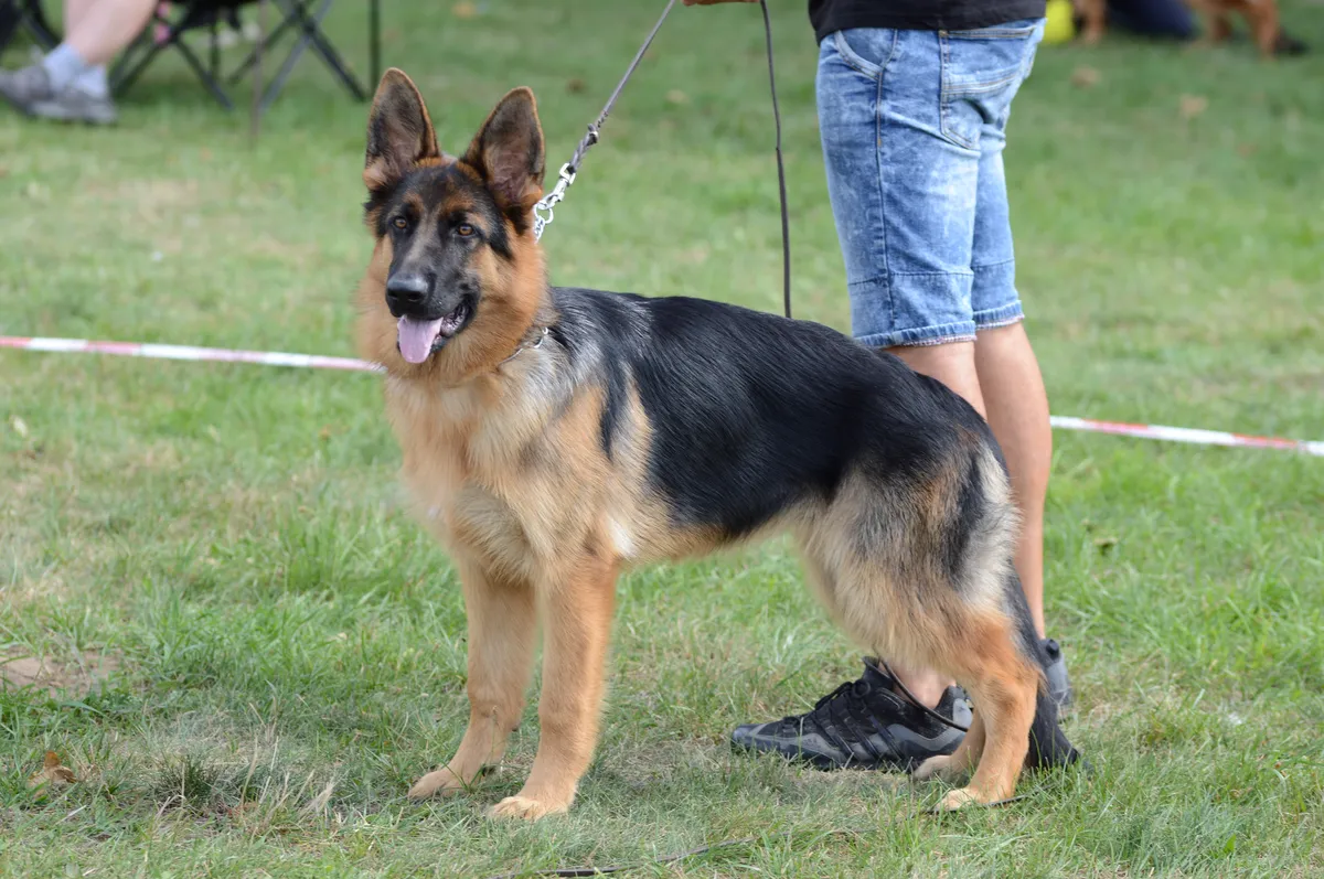 European show line German Shepherd at an international dog show in natural stance