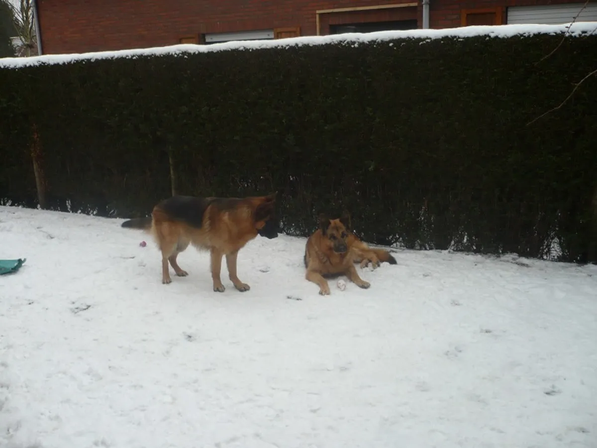 Two of Sam's German Shepherds in the snow on his porch in Belgium
