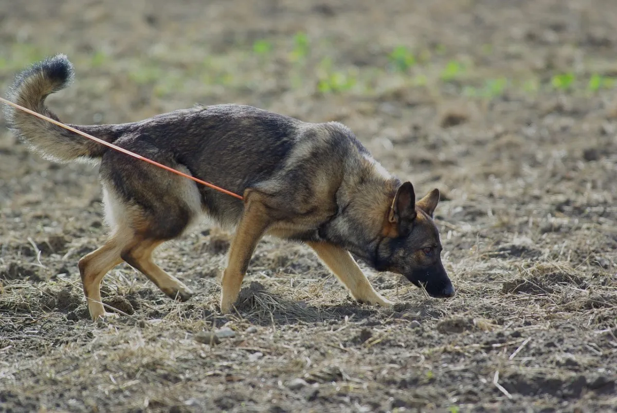 German Shepherd with classic black and tan saddle-back coat pattern