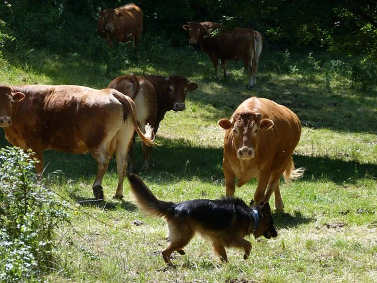 German Shepherd working through an obedience session with a handler