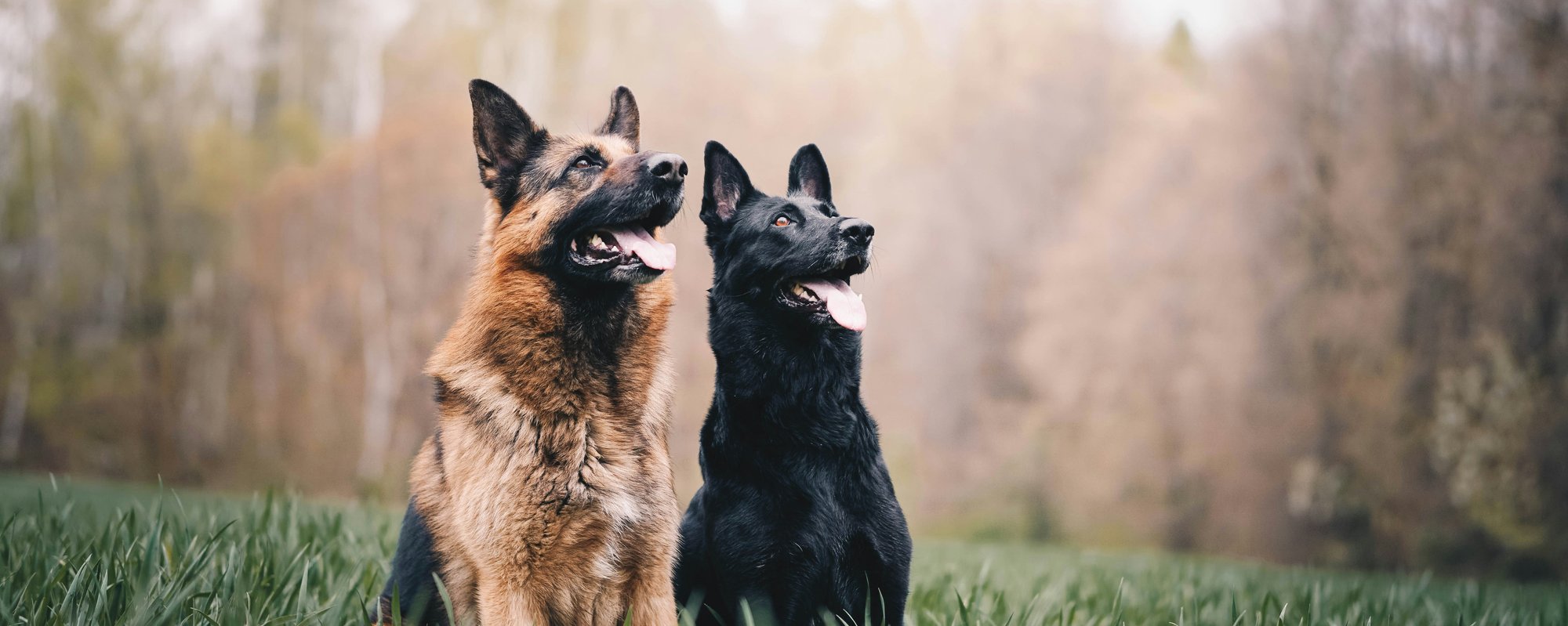Two German Shepherds sitting together in a green field looking upward