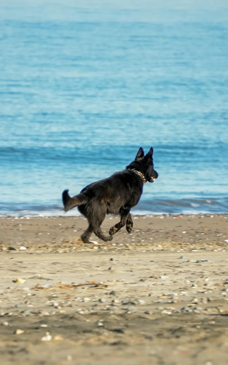 Healthy German Shepherd running on the beach