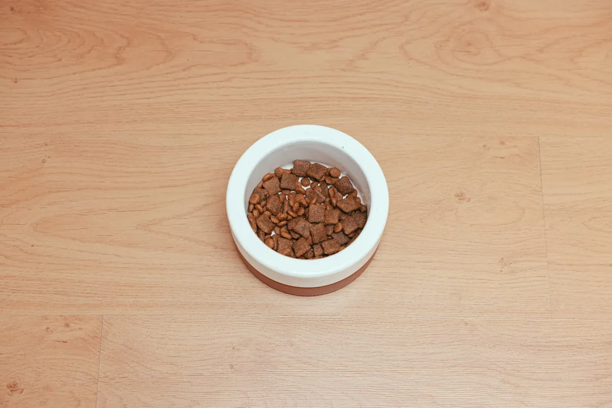 Dog food bowl on a wooden floor