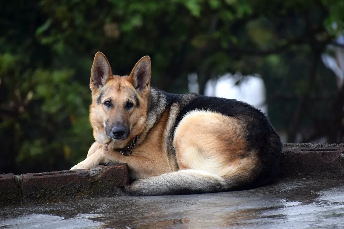 Adult German Shepherd lying comfortably on the floor
