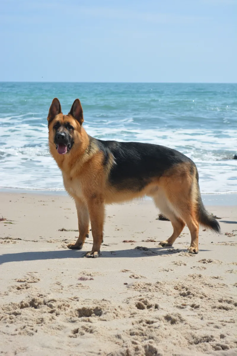 German Shepherd walking alongside owner on beach