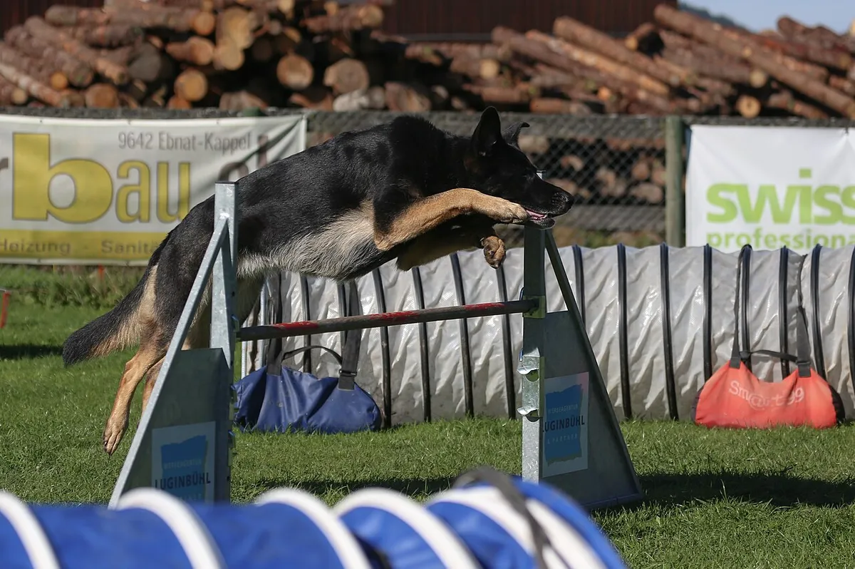 German Shepherd clearing a jump at an agility trial