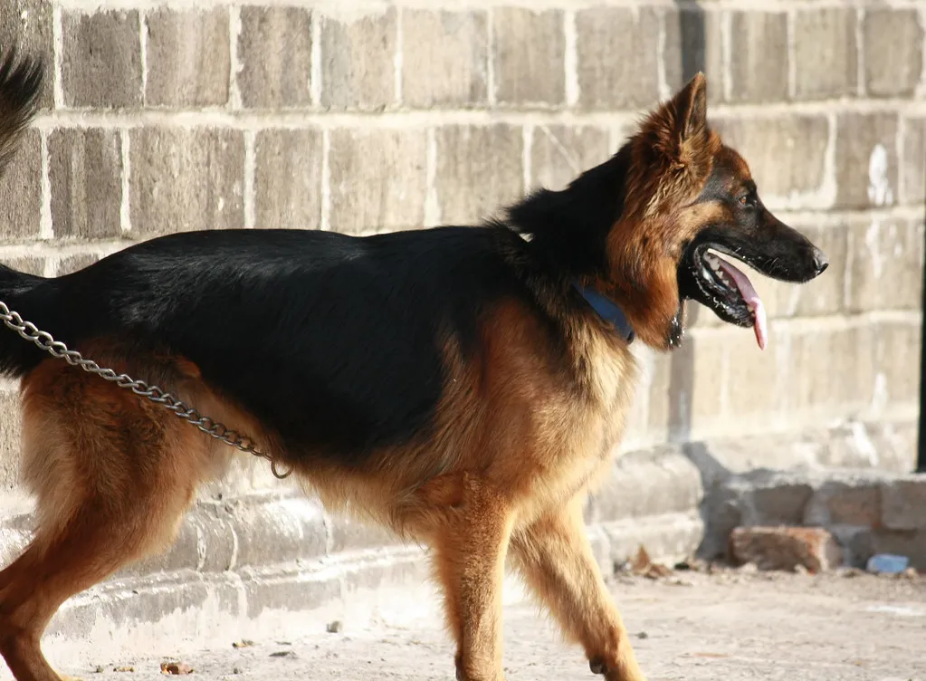 German Shepherd enjoying a walk outdoors on a leash