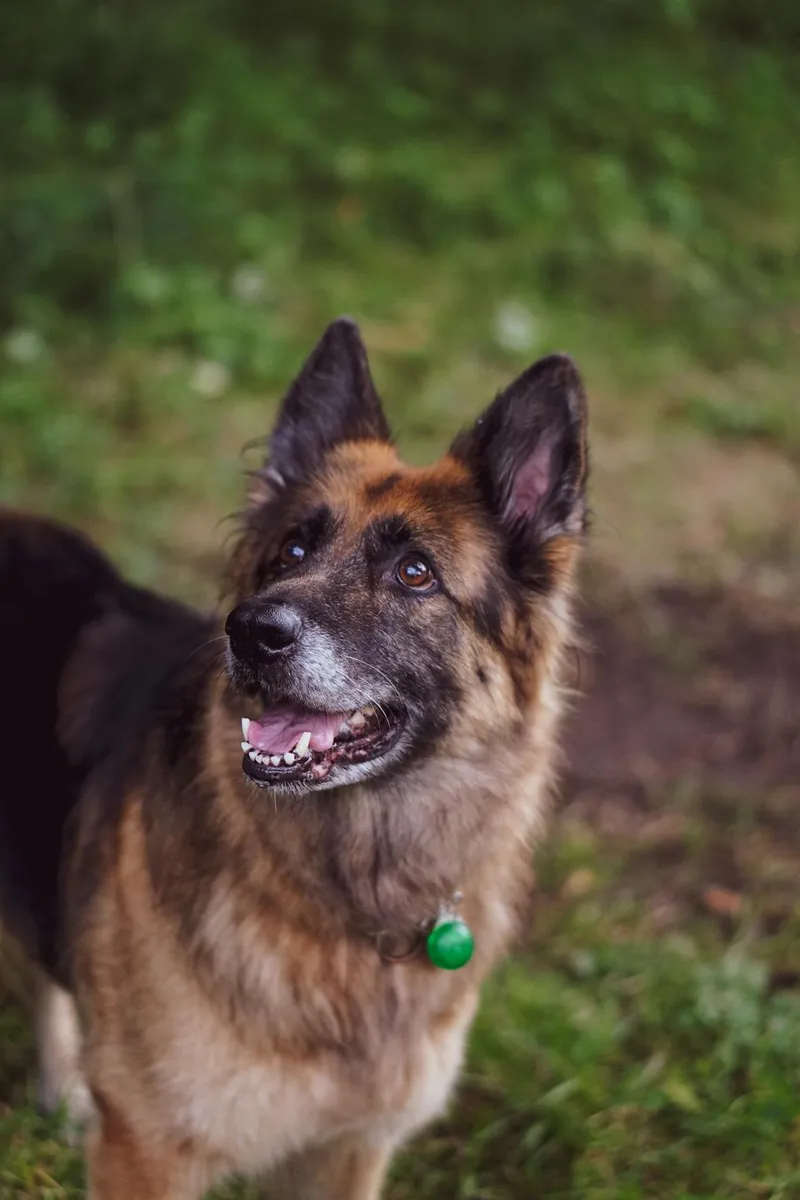 German Shepherd with shiny black and brown coat outdoors