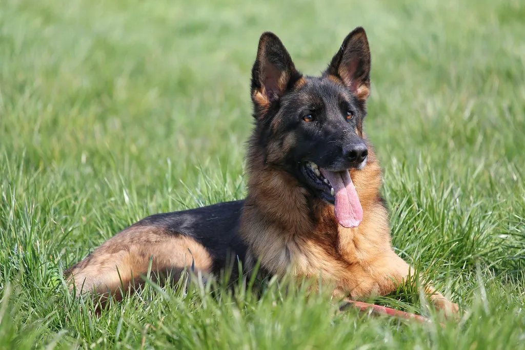 German Shepherd with a calm, attentive expression