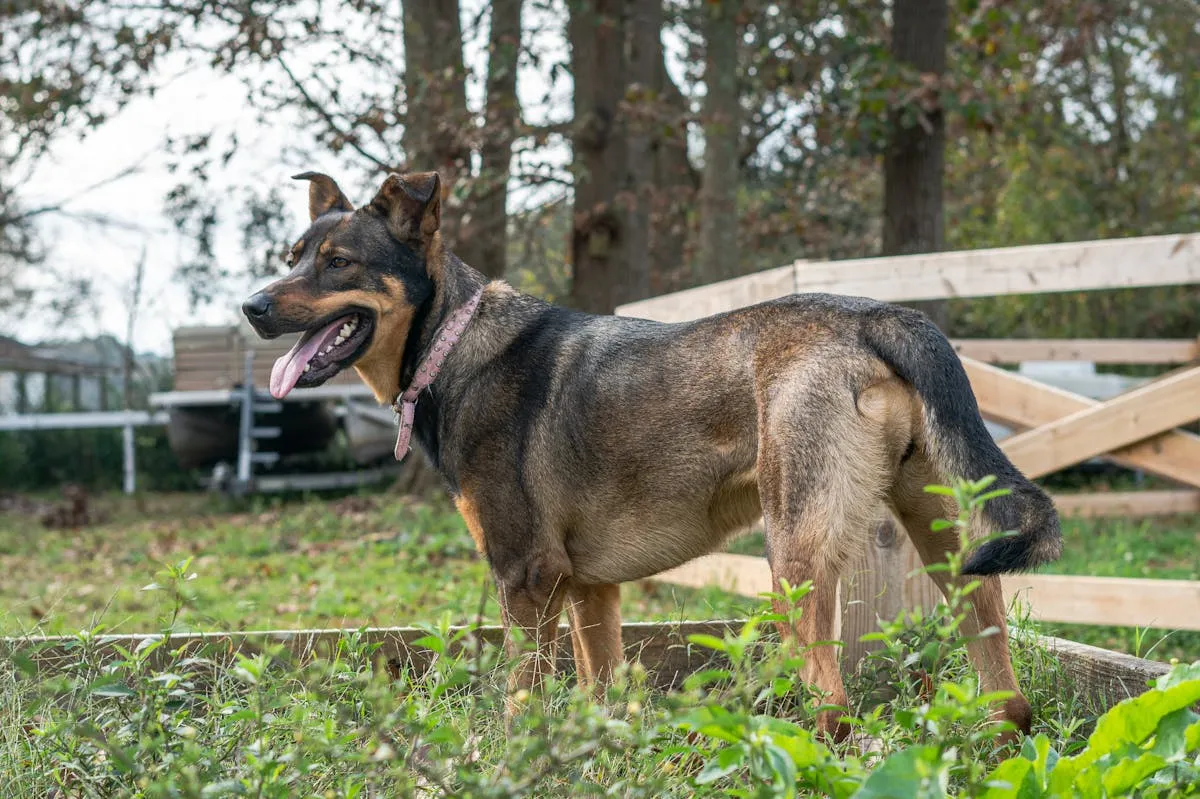 German Shepherd enjoying outdoor time in a green field