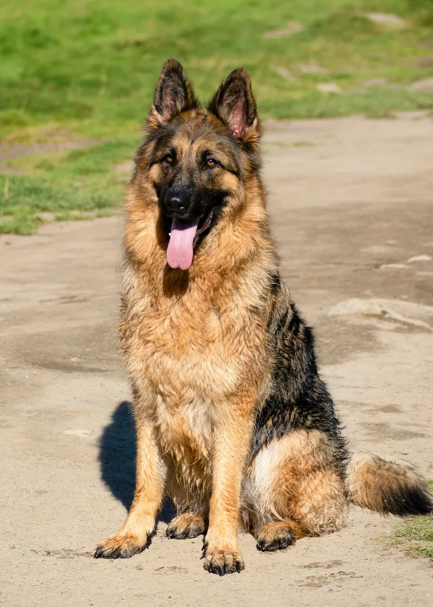 German Shepherd relaxing in a sunny garden