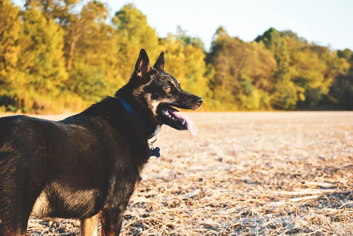 German Shepherd relaxing outdoors in autumn