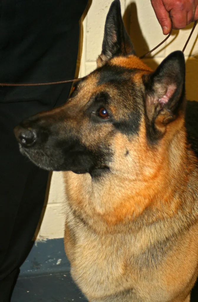 German Shepherd portrait in natural daylight