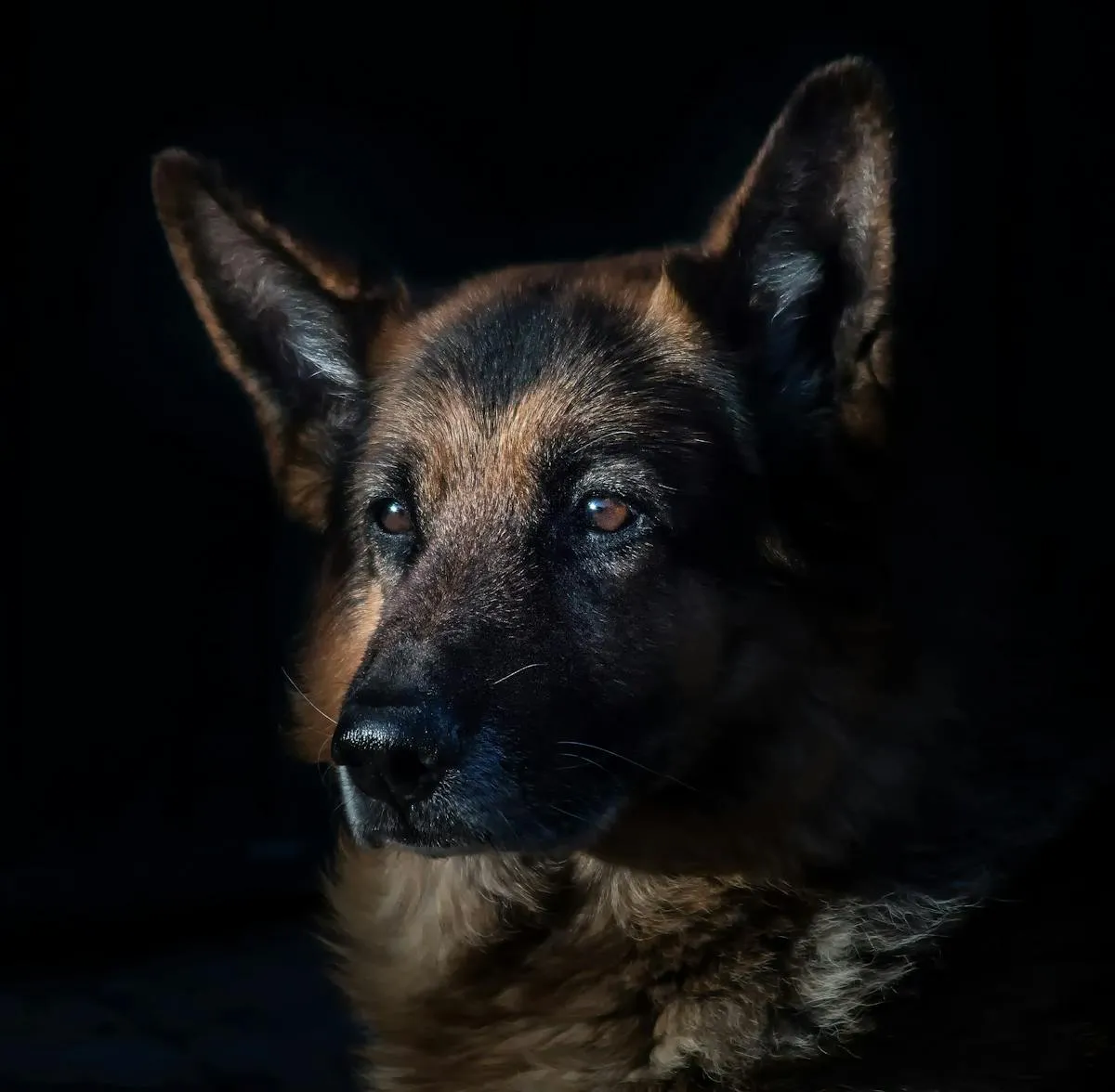 German Shepherd portrait with dramatic lighting
