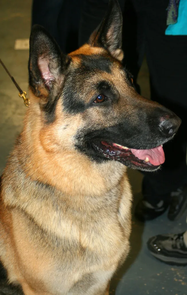 German Shepherd with a calm, healthy expression