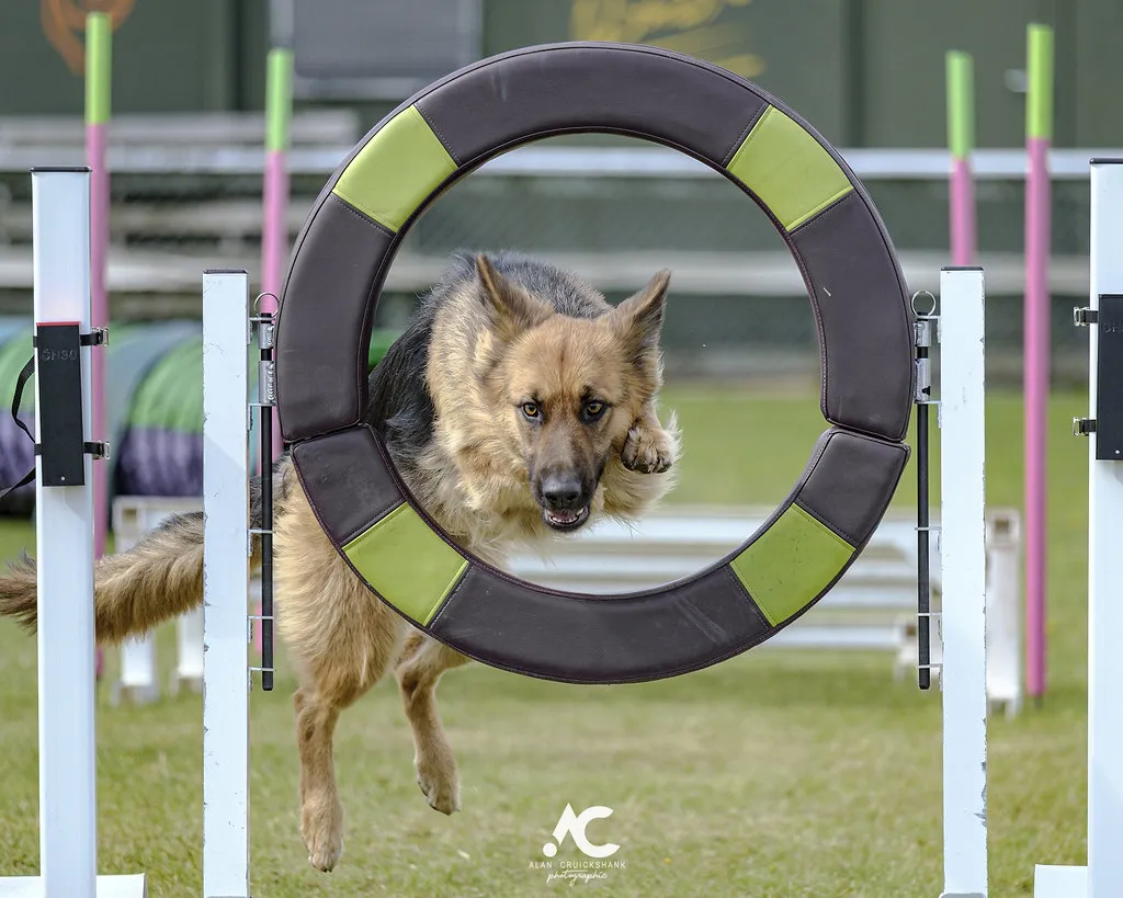 German Shepherd enjoying time outdoors