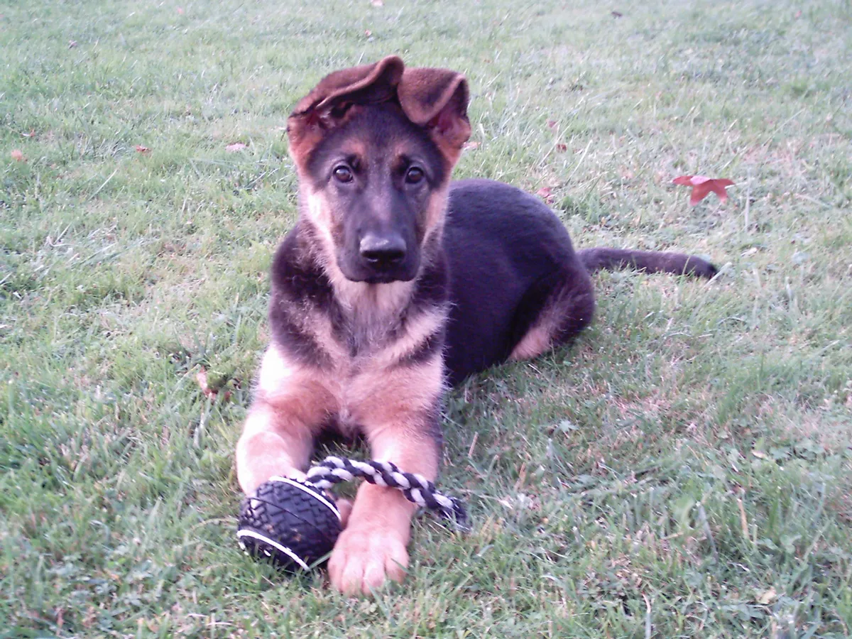 German Shepherd puppy that will grow into a lifetime companion