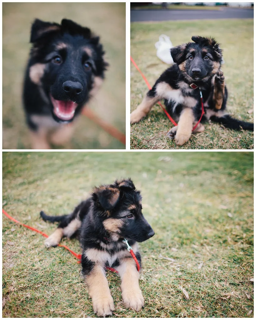 German Shepherd puppy with floppy ears playing outdoors