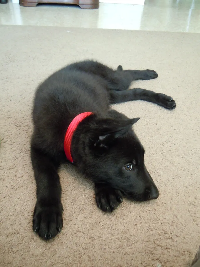 German Shepherd puppy Sebastian growing into adult size