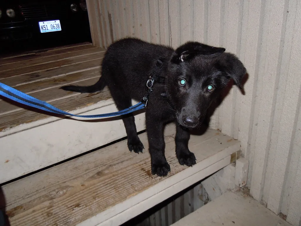 German Shepherd puppy from a reputable breeder