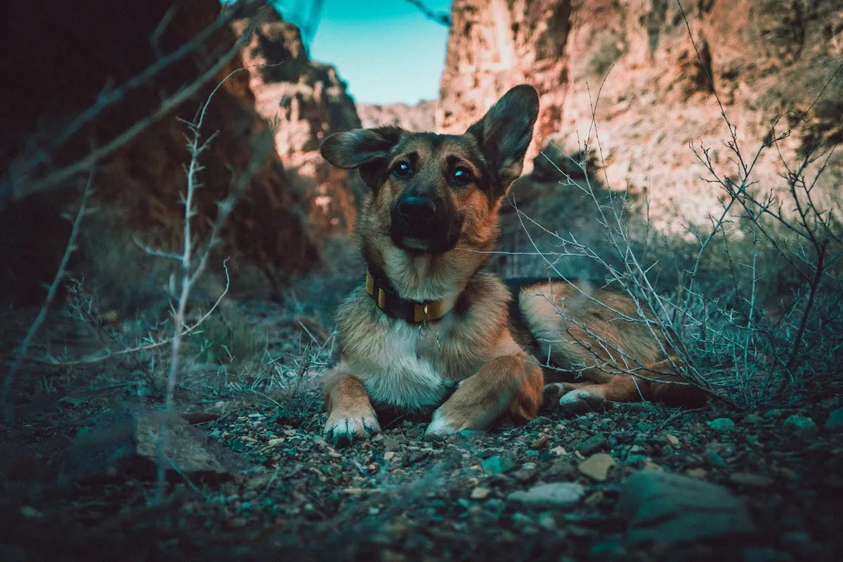German Shepherd puppy sitting on rocks outdoors