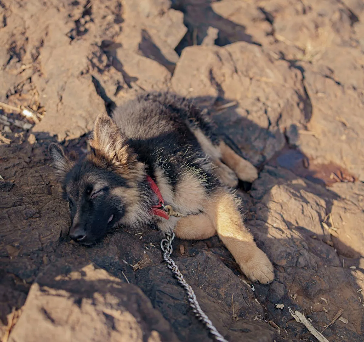 German Shepherd puppy sleeping peacefully in sunlight
