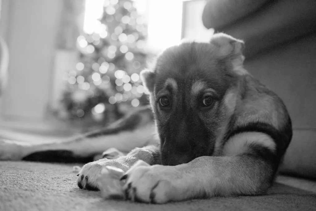 Young German Shepherd puppy exploring outdoors
