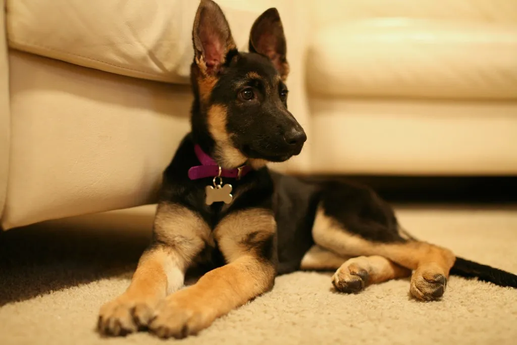 Adolescent German Shepherd showing transition from puppy to adult