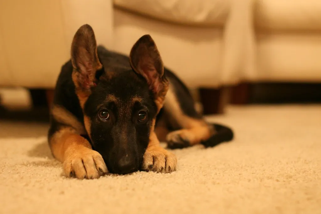 German Shepherd puppy looking up with curious expression