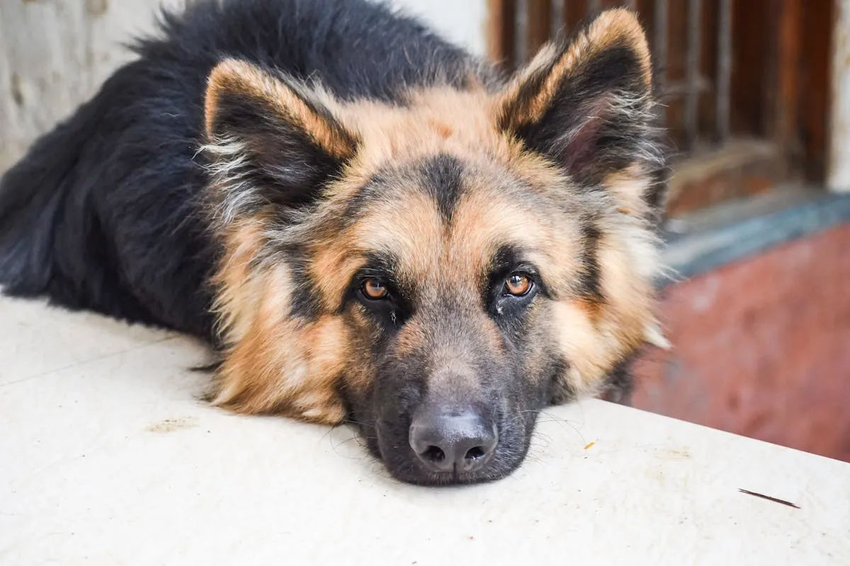 Older German Shepherd resting comfortably on a white surface