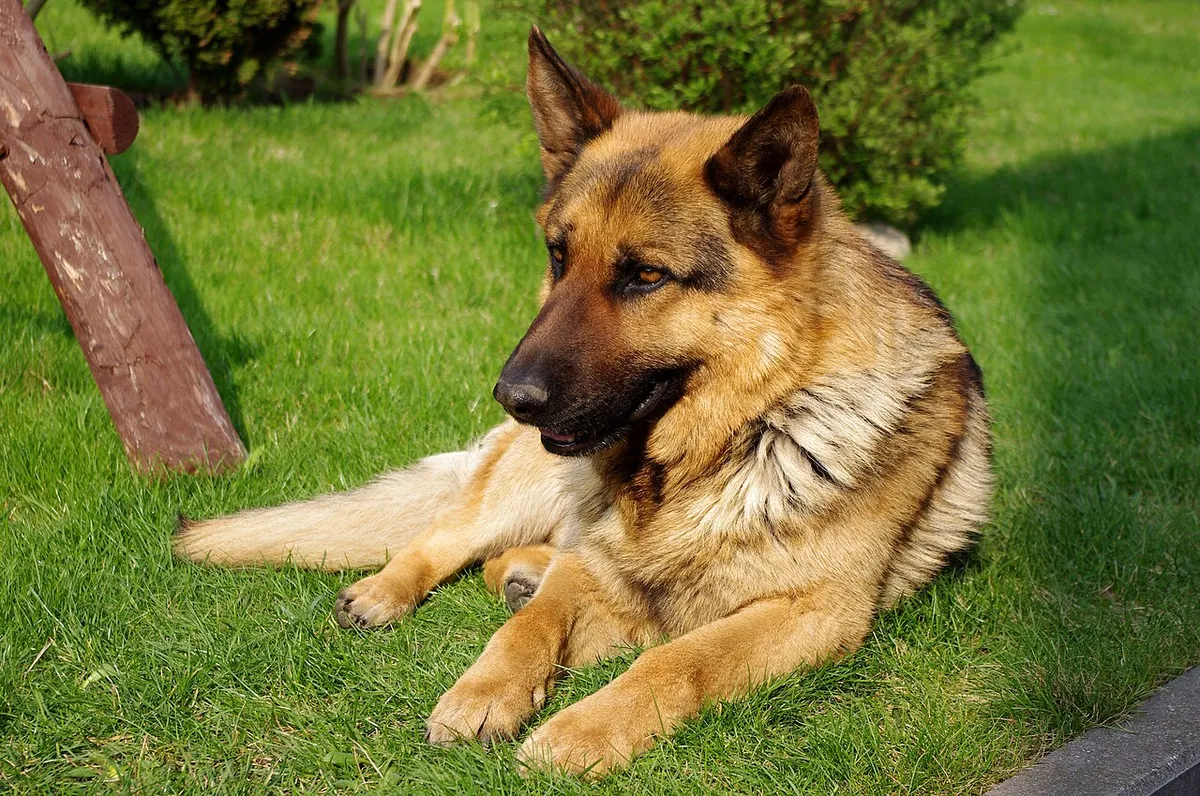 German Shepherd standing outdoors in natural light