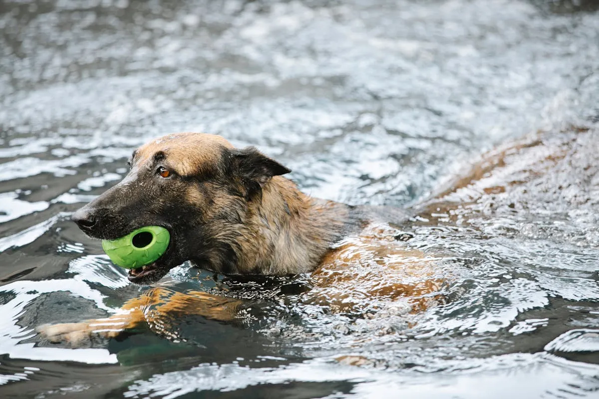 German Shepherd retrieving a ball from a pool