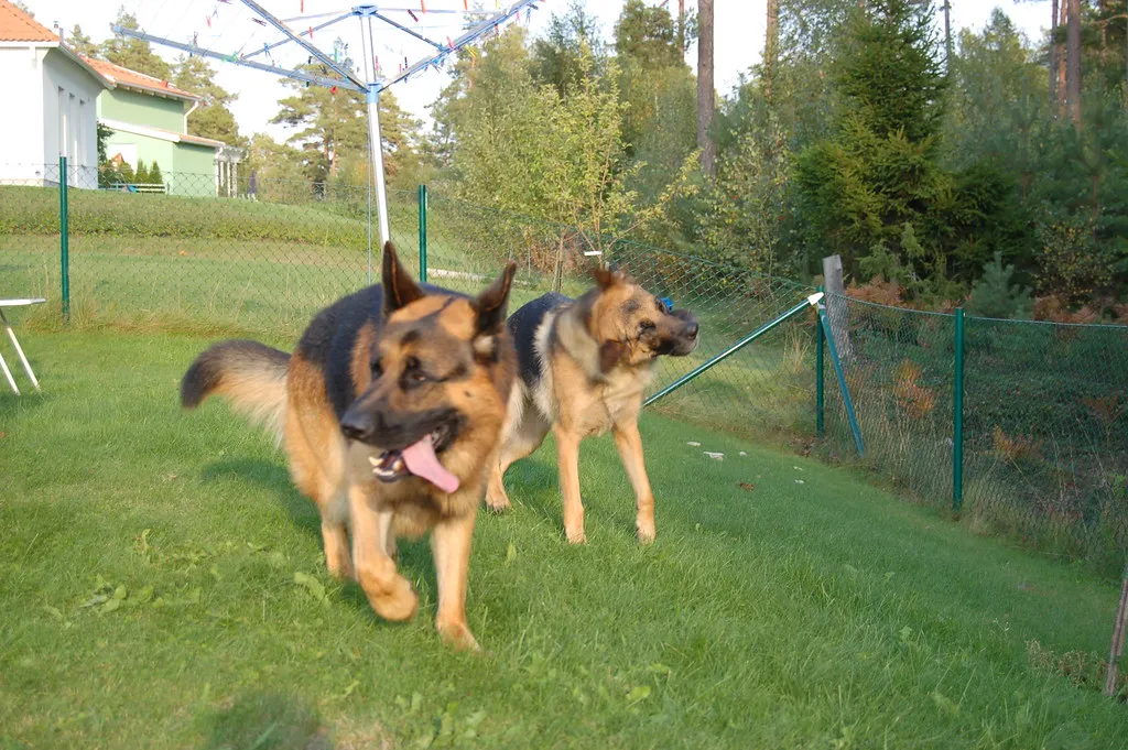 German Shepherd playing in the yard