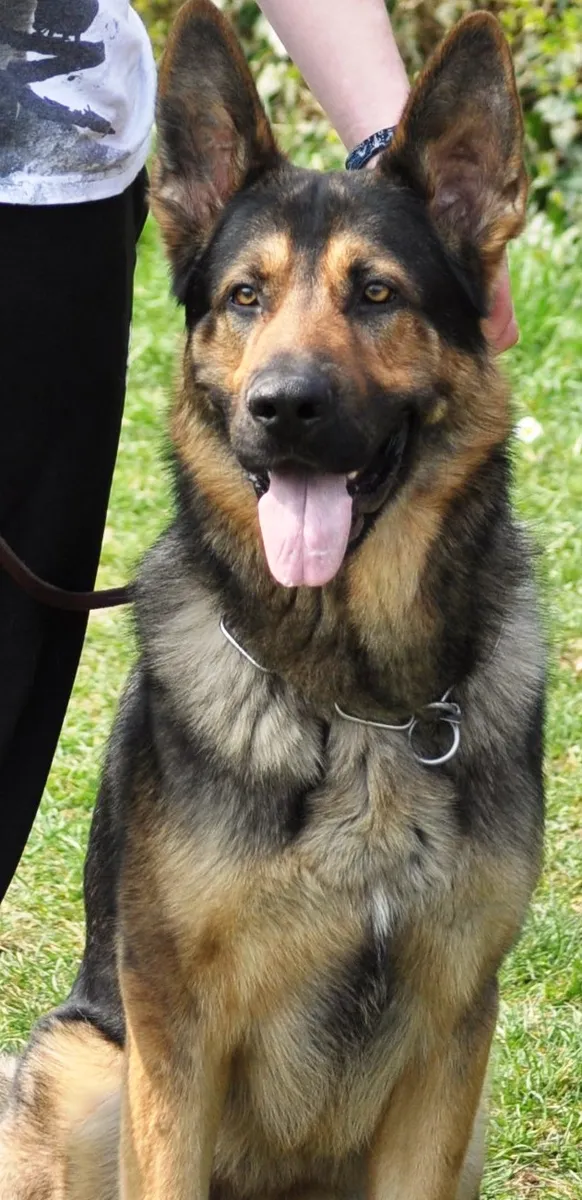 Grey German Shepherd portrait showing age gracefully