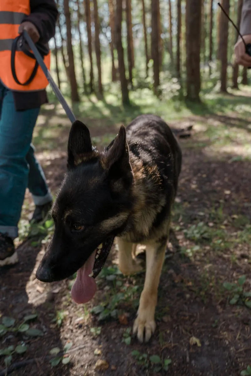 Handler walking with a German Shepherd through a forest trail