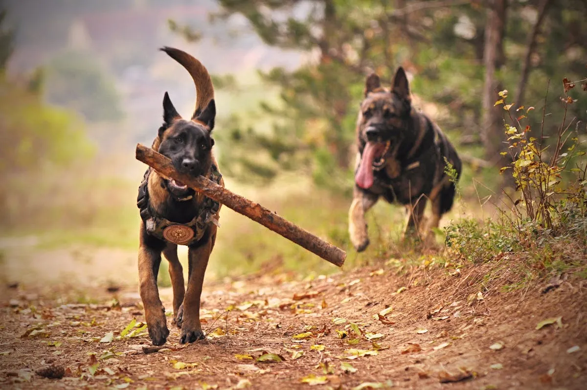 Two German Shepherds running together outdoors