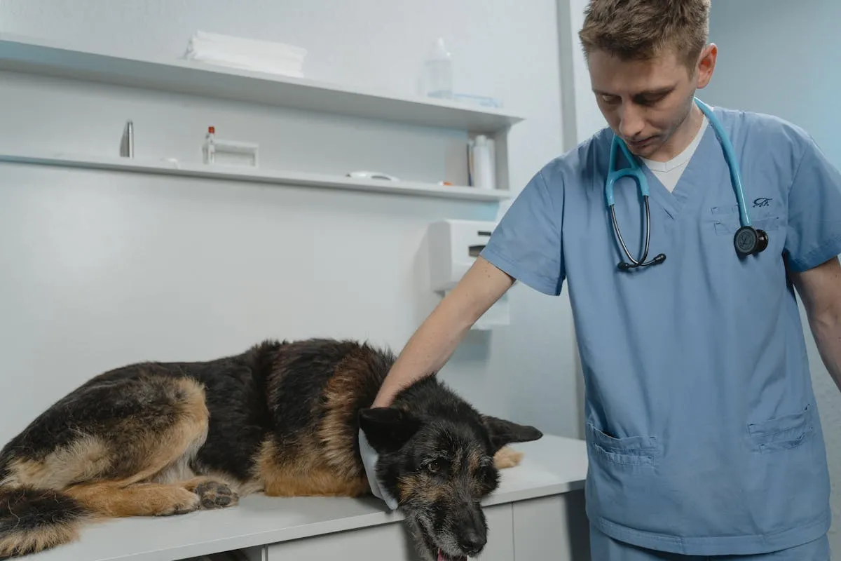 German Shepherd at a veterinary checkup