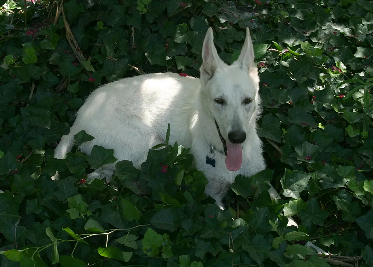 A calm, settled German Shepherd resting outdoors against a leafy ivy background