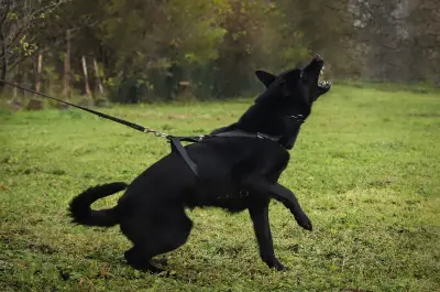 Black German Shepherd pulling leash