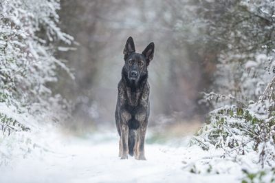 Dark sable German Shepherd standing on a snowy forest path