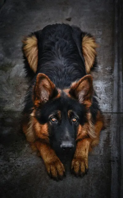 German Shepherd lying flat on the ground viewed from above